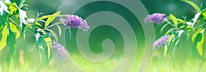 Lilac and purple summer flowers on a background of green foliage and grass in a fairy garden. Macro artistic background. Banner fo