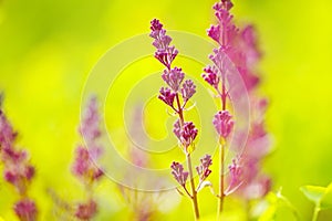 Lilac (Purple Syringa) start to bloom