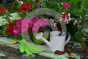 Lilac purslane flower and watering can with garden tools and gloves on patio