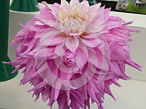 Lilac ragged dahlia bloom with cream centre