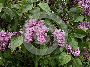 Lilac after the rain. Lilac flowers, green leaves with raindrops.