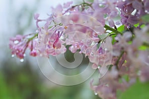 Lilac in the Rain: soft capture of flowering twig