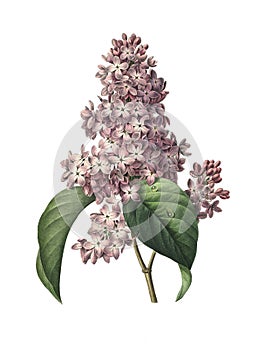 Lilac| Redoute Flower Illustrations photo