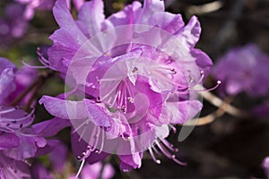 Lilac rhododendron