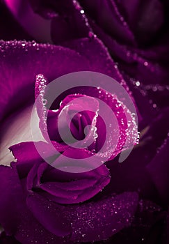 Lilac rose with dew drops, macro shot, selective focus