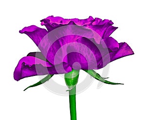 A lilac rose flower isolated on a white background. Close-up. Flower bud on a green stem with leaves