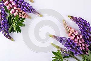 Lilac and rose Lupine flower on a white background.