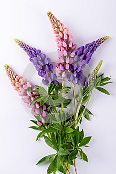 Lilac and rose Lupine flower on a white background. Summer flower