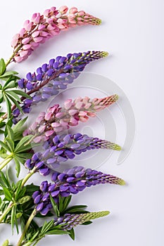 Lilac and rose Lupine flower on a white background. Summer flower