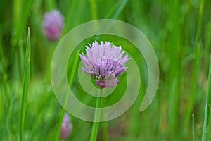 Lilac round bud of wild onions on a green stem
