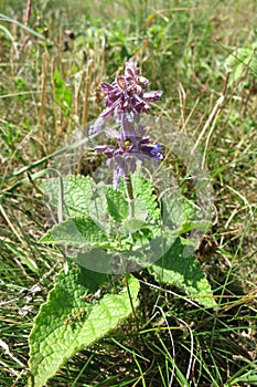 Lilac Sage (Salvia verticillata)