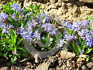 Lilac Scilla bithynica spring flowers. Strikingly-dense, pyramidal racemes of starry mid-blue to lilac flowers.