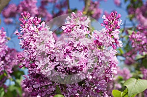 Lilac selective focus