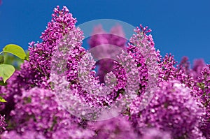 Lilac selective focus