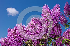 Lilac selective focus