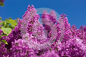 Lilac selective focus