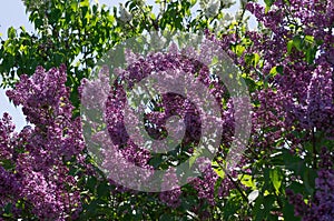 Lilac selective focus