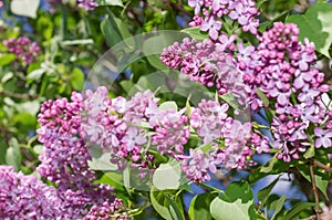 Lilac selective focus