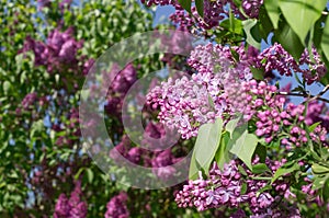 Lilac selective focus