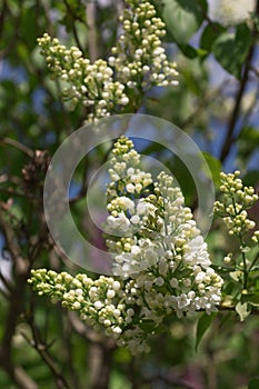 Lilac selective focus