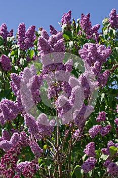 Lilac selective focus