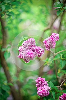 lilac with SELECTIVE FOCUS ON a BLURRED BACKGROUND. FLOWER BACKGROUND
