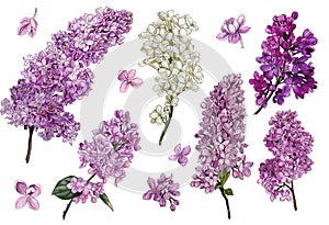 Lilac set. Watercolor lilac flowers and leaves.