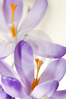 Lilac spring crocuses