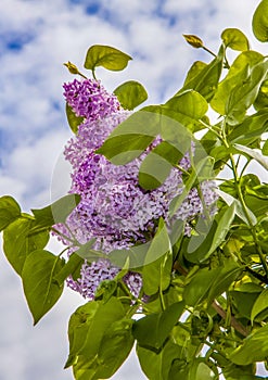 Lilac. Spring, flowers. Flowering tree. Lilac Bush.