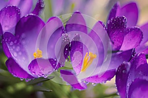 Lilac spring flowers kurukus in drops of dew. Spring flowering. Selective soft focus.