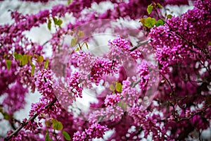 Lilac spring flowers - spring flower background. Selective focus