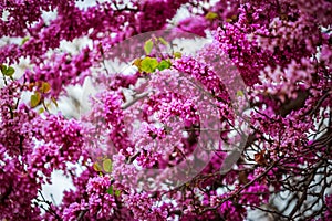 Lilac spring flowers - spring flower background. Selective focus