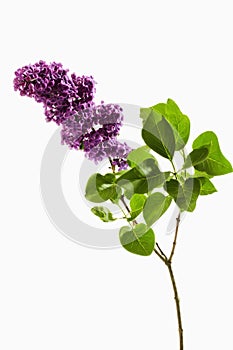 Lilac with stem and leaves