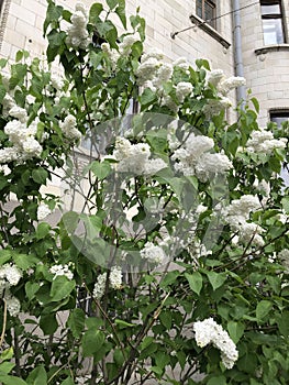 Lilac in the summer garden