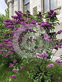 Lilac in the summer garden