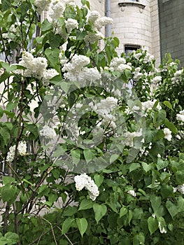 Lilac in the summer garden