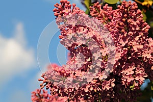 Lilac at sunset. Spring evening.