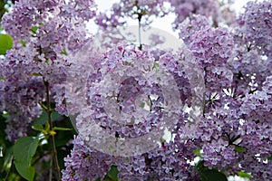 Lilac (Syringa) blooming