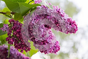 Lilac (Syringa) blooming