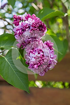 Lilac (Syringa) blooming