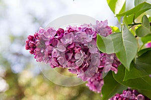 Lilac (Syringa) blooming