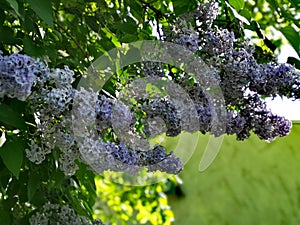 Lilac, syringa blossom in the garden park in the spring