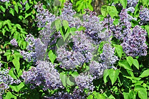 Lilac Syringa flower