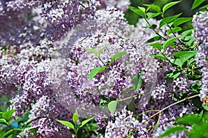 Lilac Syringa flower