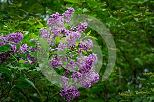 Lilac Syringa microphylla bush in spring garden. Close-up of pink-purple syringa bloom