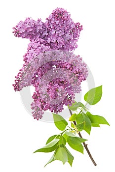 Lilac (Syringa vulgaris)