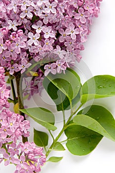 Lilac (Syringa vulgaris) photo