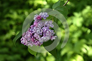 Lilac, Syringa vulgaris, beautiful purple flowers, slowly developing on green background, branches with green leaves, natural spri