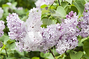 Lilac or Syringa vulgaris L. flowers