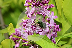 Lilac or syringe with small beetle. Colorful purple lilacs blossoms with green leaves. Floral pattern. Lilac background texture.